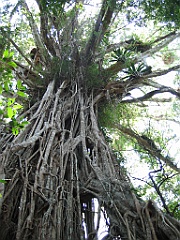 016 Cathedral Fig Tree